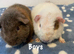 Beautiful home bred baby teddy Guinea pigs now available