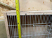 Breeding cage for sale