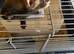 Micro Ferrets unrealated got together