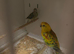 Pair red rumps