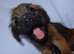 Border-terrier pups