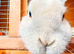 Small male Rabbit and two Guinea Pigs available