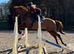 Bran 16.2 12yo Gelding