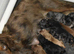 Health Tested Cavapoo Puppies