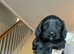 7 stunning F1 cockapoo puppies