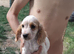 Cocker spaniel pups