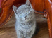 Russian blue mix kittens