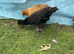 Polish, Silkies, Pekin bantam growers £10 to £15 each