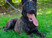 Dutch shepherd dog for sale