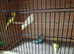 Baby budgies