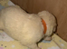 White Swiss shepherd puppies