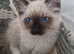 STUNNING SEAL MITTED RAGDOLL KITTEN