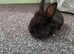 Dwarf & lionhead mix