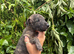 Deerhound X Greyhound