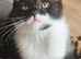 Beautiful half scottish cat looking for a loving homeg