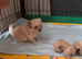 Heavenly maltipoo puppies!