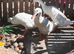 Trio white runner ducks