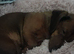 1 Doxi cairn puppies left.