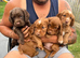 Working cocker spaniel puppies