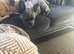6 month old French bulldog