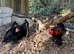 Trio of black pekin bantams