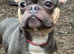 Blue & tan French bulldog