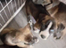 10 pups left out of a litter of 11
