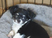 Chihuahua puppies ready now Lincolnshire