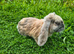 Blue harli giant french lop boys