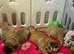 English bulldogs