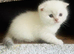 Scottish fold and straight kittens