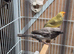 Bengalese finches and Star finches for sale