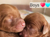 Licensed breeder, red tiny toy cavapoo litter