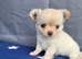 2 gorgeous little coat Chihuahua puppies