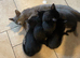Lovely Playful Kittens Ready Now