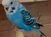 Baby Budgies Ready Now Various colour's