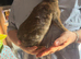 Mini Rex rabbits please read full add