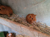 Male and female Guinea pigs,  ip3