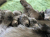 Flat coated retriever puppies