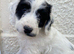 Beautiful cockapoo puppies
