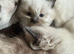 3 Lovely  kittens