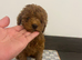 Toy poodle girl ready now