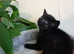 Bengal X BSH kittens in Bristol now ready