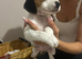Beautiful Beagle x jack Russell puppies