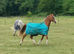 Arab gelding looking for a new home.