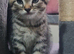 A beautiful litter of 5 kittens British Short Hair