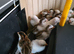 Guinea fowl keets