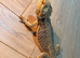loving bearded dragon