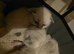 Adorable new kittens ready to home