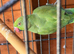 Female